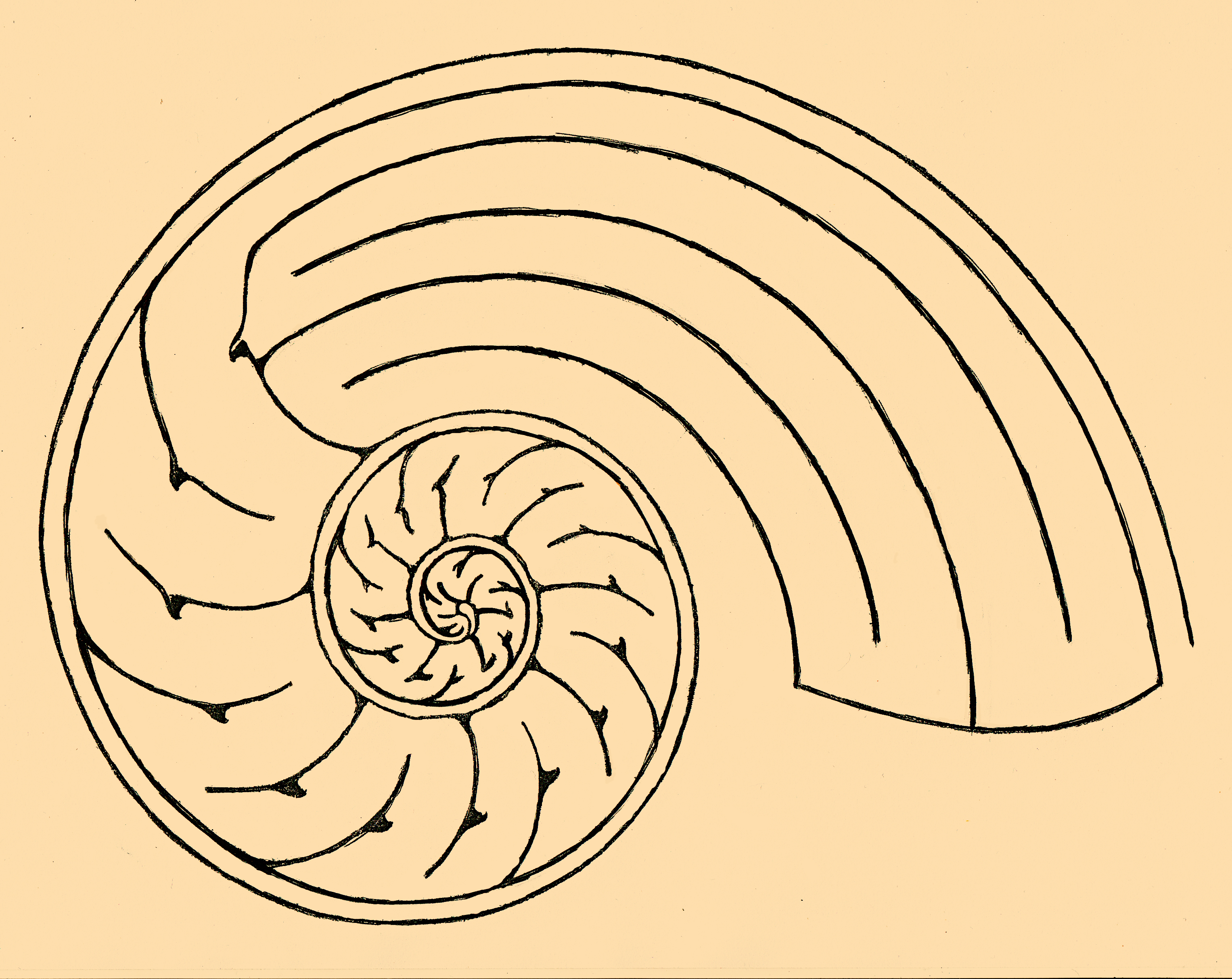 Nautilus Picture